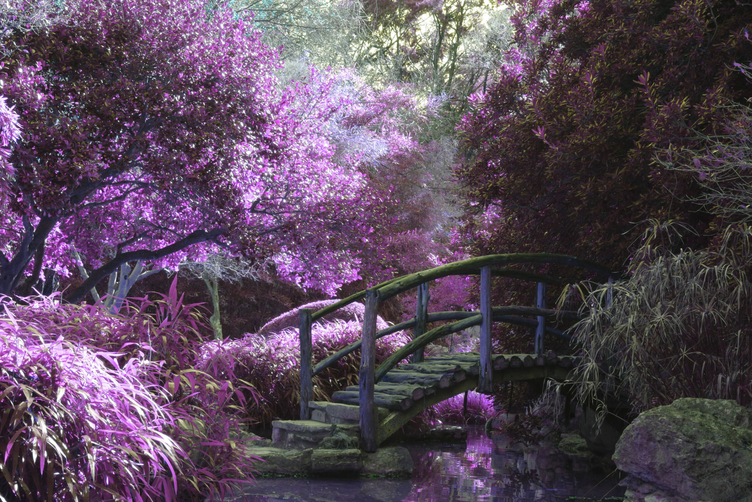 Purple Zen Garden Bridge