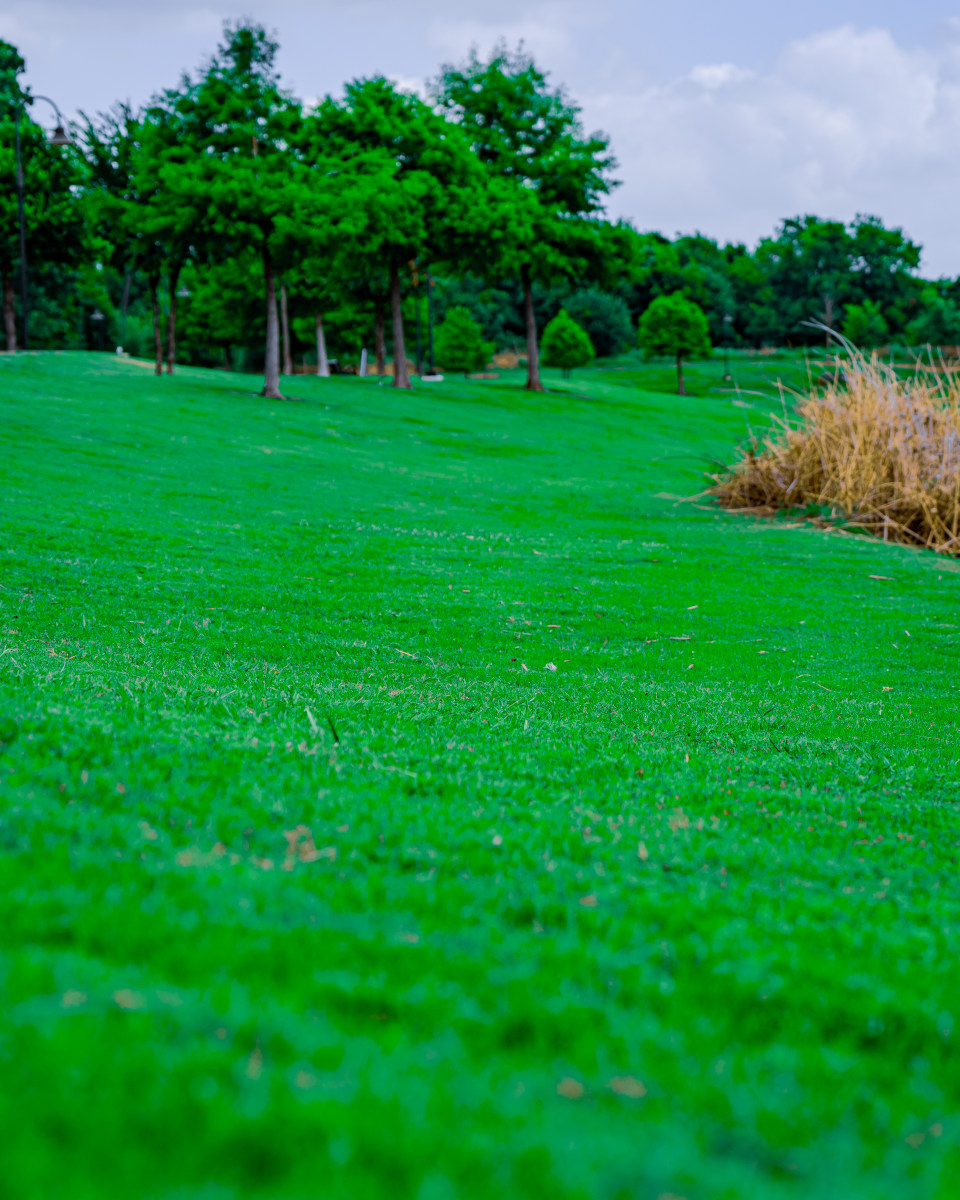 DSC05689 (1) Expansive green lawn bordered by trees and shrubs
