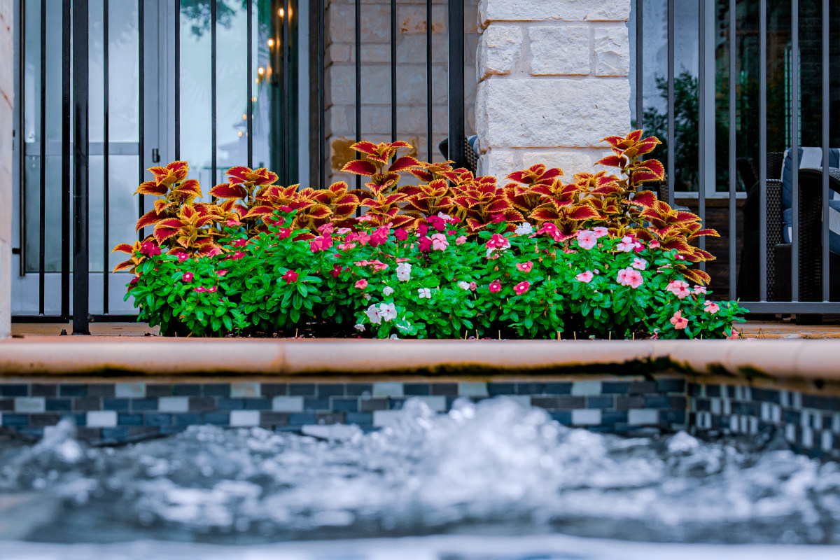 DSC06774 Raised flower bed with bright red flowers against a building