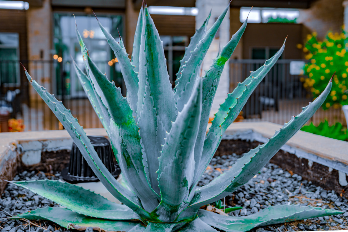 DSC06785 Large spiky agave plant in a landscaped garden